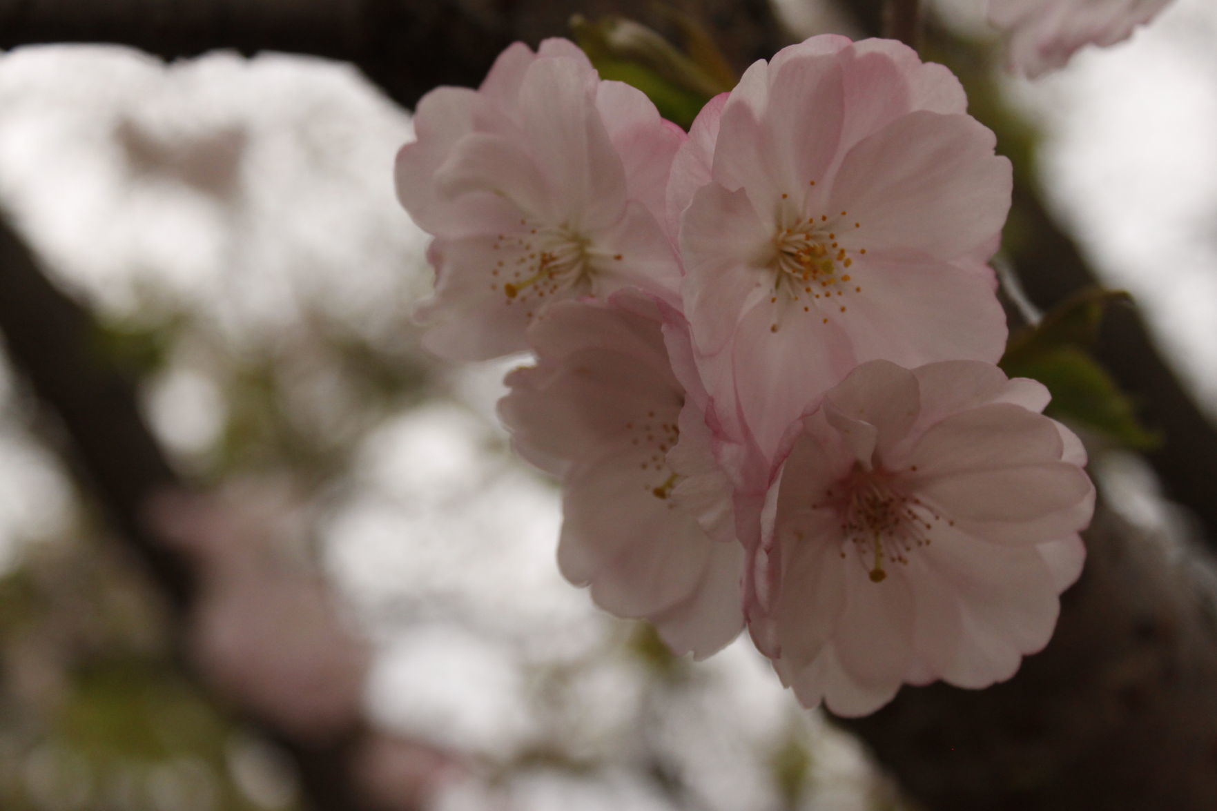 Spring Blossom